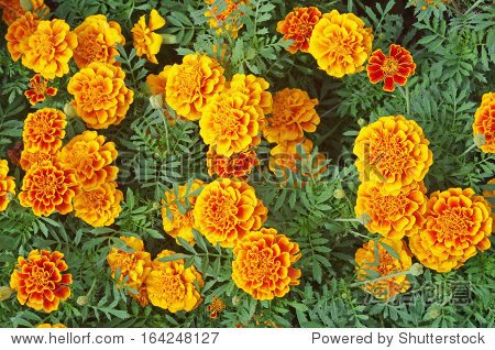 top view of the marigold flowers planted in the garden