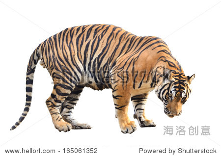 bengal tiger isolated on white background