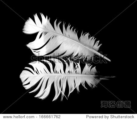 bird feather on black background - 站酷海洛正版图片, 视频, 音乐