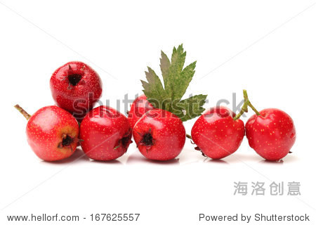 hawthorn on white background - 站酷海洛正版图片, 视频, 音乐素材