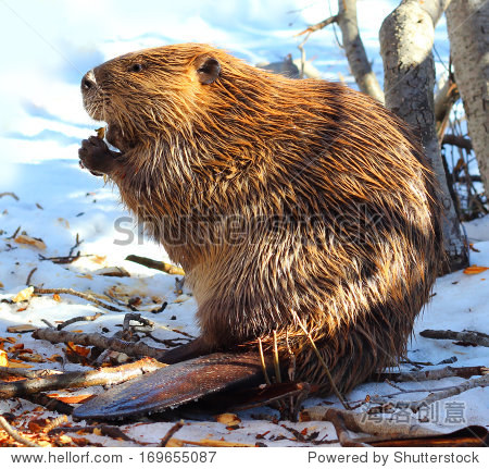 beavernorthamerican