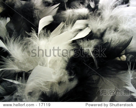 a clump of fluffy white and black feathers.