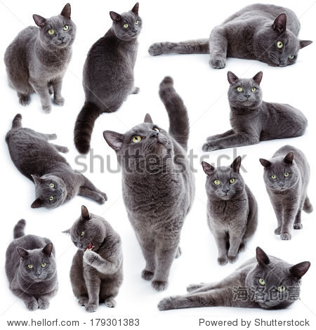 compilation of green eyed maltese cat also known as the british