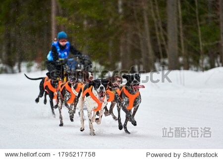 Winter sled dog racing. Dog sport sled team competition. Pointer dogs pull sled with musher. Active running on snowy cross country track road
