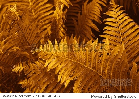 Gold colour ferns leaves green foliage natural floral fern background in sunlight. Great green bush of fern in the forest. Natural gold fern in the forest.