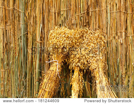 three sheaves of wheat stand against the backgro