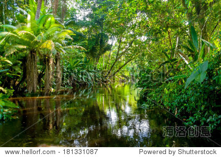amazon jungle yasuni, ecuador - 站酷海洛正版图片, 视频, 音乐素材