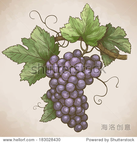 vector engraving illustration of grapes on the branch in retro
