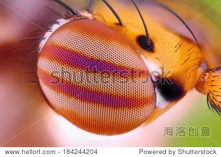 macro fly compound eye surface at extreme magnification.