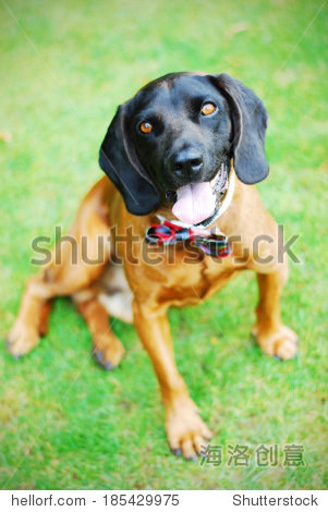 bavarian hound - 站酷海洛正版图片, 视频, 音乐素材交易平台