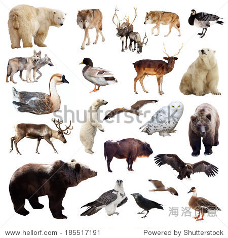 isolated over white background