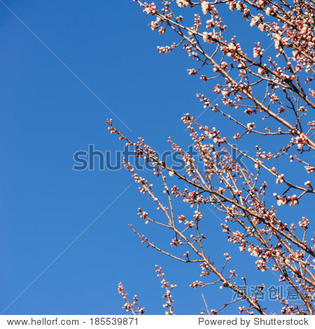 apricot tree flower on blue sky background - 图片素材 - 站酷海洛