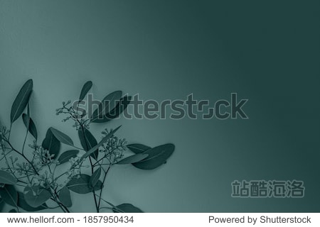 Eucalyptus twig with flowers in trendy blue green color toned. 2021 Color Trend Tidewater Green background