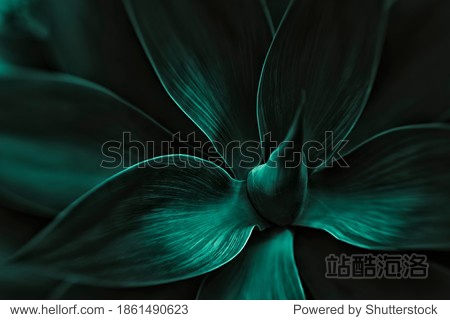 Closeup detail of Agave attenuata details texture. view from above.dark green tones. dark tidewater green tones. abstract background.