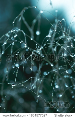 Raindrops on thin grass close-up. Soft focus low key. Atmospheric natural photography. Tidewater green