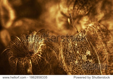 set with golgen dry physalis fruit textures (Physalis Peruviana) soft focus. lacy effect looks like filigree handmade work. golden christmas wallpaper. yellow backdrop.fortuna gold tones background