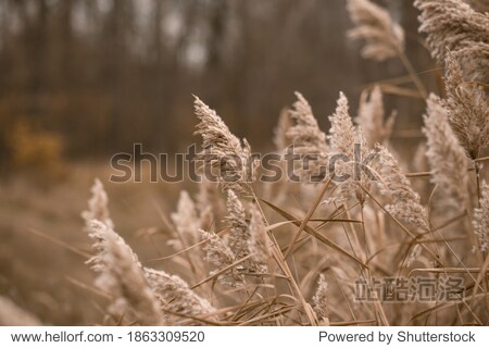 Pampas grass. Landscape nature background. Dried flowers in bright sunlight on the field. set sail champagne. Selective focus