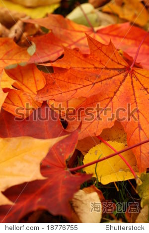 autumn leaves - 图片素材 - 站酷海洛plus正版图片, 视频, 音乐素材