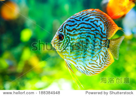 symphysodon discus in an aquarium on a green background - 站酷