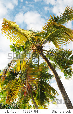 coconut tree - 站酷海洛正版图片, 视频, 音乐素材交易平台