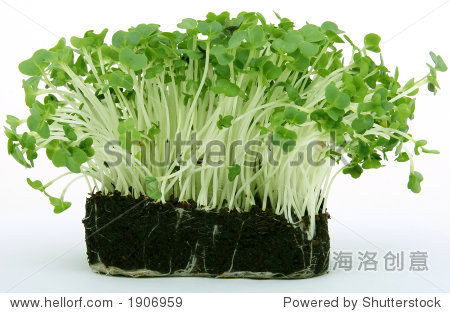 fresh healthy green cress seeds, close up - 图片素材 - 站酷海洛