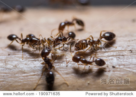 close up of red imported fire ants (solenopsis invicta) or
