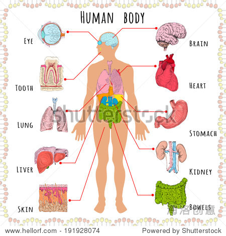 人体外表结构图片