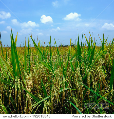 paddy field during hot day and windy day at sekinchan, malaysia
