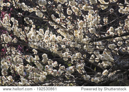 an image of japanese apricot flower with the backlight