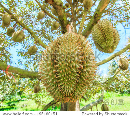 durian tropical fruits thailand