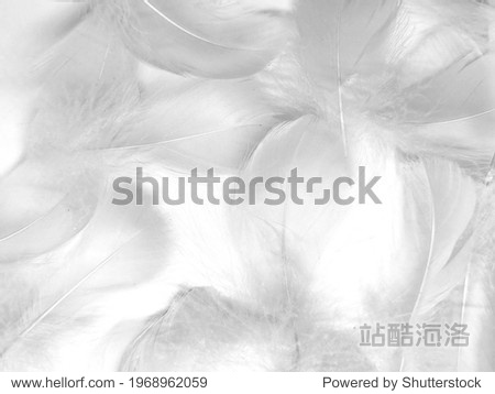Beautiful abstract black feathers on white background and soft white feather texture on white texture pattern  dark theme wallpaper  gray feather background  gray banners  white gradient