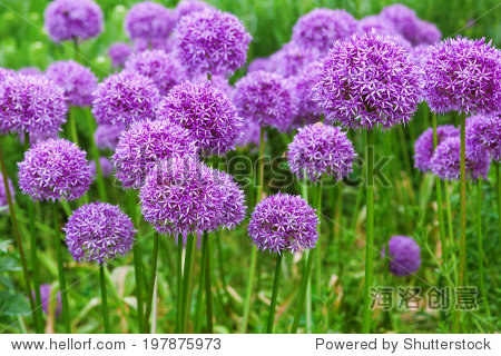 flower bed with allium flowers