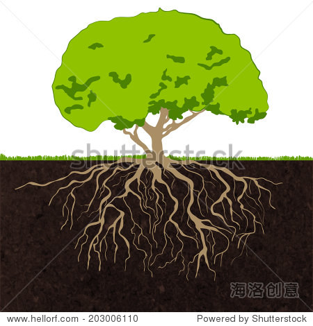 deciduous established forest tree green crown and roots ecology
