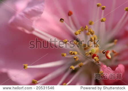 peachblossom close up - 站酷海洛正版图片, 视频, 音乐素材交易平台