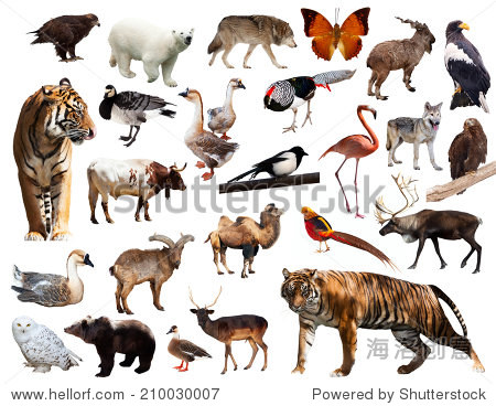 asian fauna. isolated on white