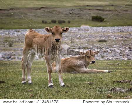 two calves in the pasture.