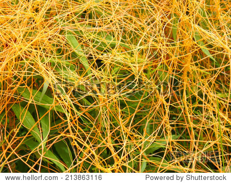 dodder (genus cuscuta) is a parasitic plant that is totally