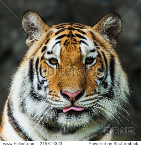 tiger portrait of a bengal tiger.