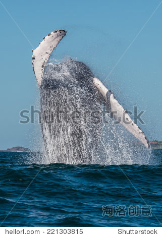 a humpback whale breaching in la bahia de banderas mexico