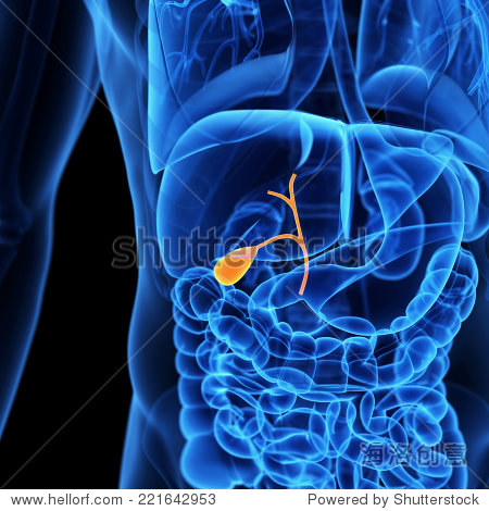 medical illustration of the gallbladder - 图片素材 - 站酷海洛