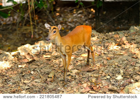 close up of barking deer (muntjacs or mastreani deer), selective