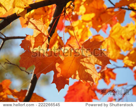 maple leaves in autumn 