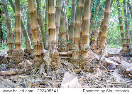 close up bamboo roots in the forest