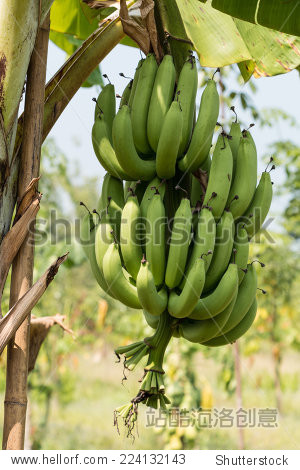 banana tree_站酷海洛_正版图片_视频_字体_音乐素材交易平台_站酷旗