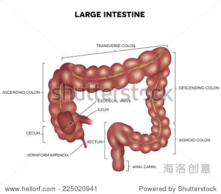labeled large intestine detailed illustration anatomy