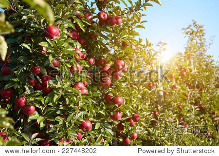 red apples on the trees in the orchard