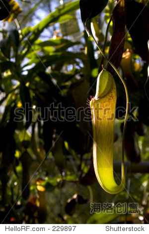 nepenthes - pitcher plant - carnivorous plant - tropical plant