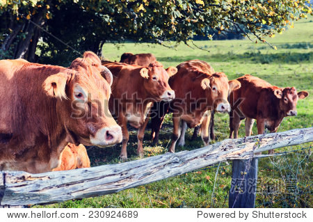 brown cows grazing at summer field