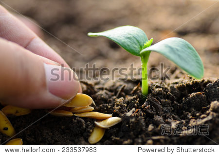 close up seed and young plant growing with hand planting - 图片