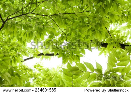 green leaves background - 图片素材 - 站酷海洛plus正版图片, 视频